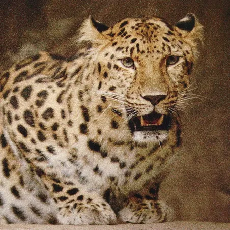 Amur leopard crouching