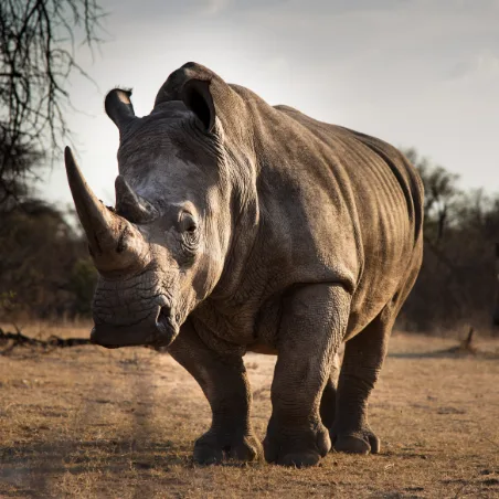 White rhinoceros standing in dry grassland
