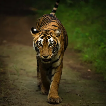 Tiger resting